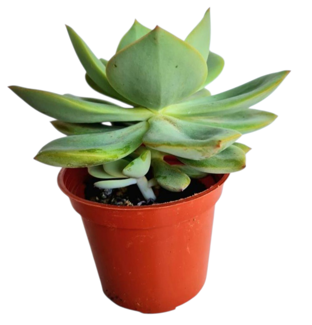 Suculenta Echeveria Lawrence 4 Suculenta Echeveria Lawrence - Imagem 2