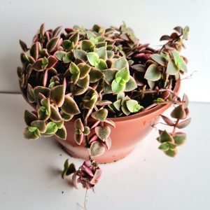 Suculenta Crassula Pellucida  Variegata Rubra Cuia 13