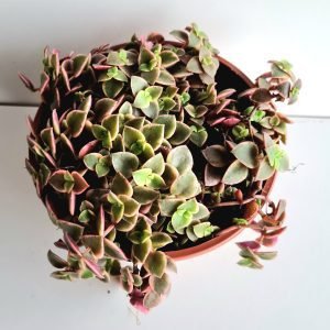 Suculenta Crassula Pellucida  Variegata Rubra Cuia 13