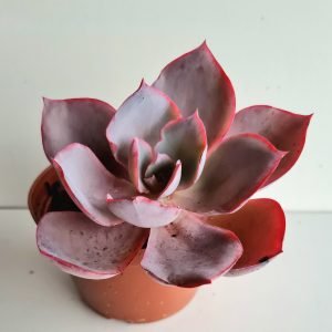 Suculenta Echeveria Afterglow