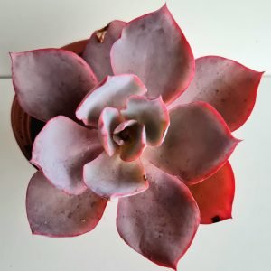 Suculenta Echeveria Afterglow