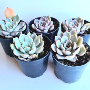 kit 5 Suculentas Echeveria Texensis Rosea Pote 6