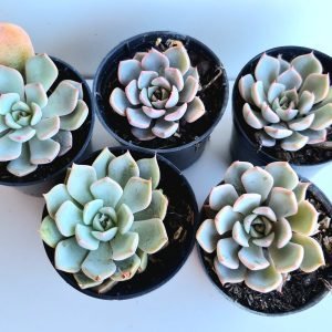 kit 5 Suculentas Echeveria Texensis Rosea Pote 6