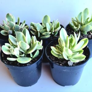 kit 5 Suculentas Crassula Money Maker Variegata Pote 6