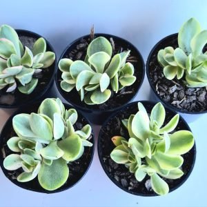 kit 5 Suculentas Crassula Money Maker Variegata Pote 6