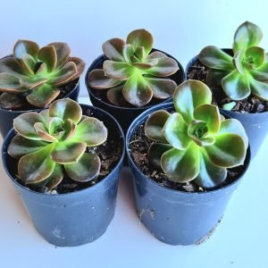 kit 5 Suculentas Echeveria Melaco Pote 6