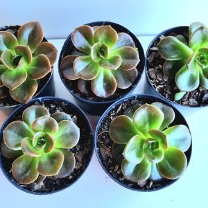 kit 5 Suculentas Echeveria Melaco Pote 6