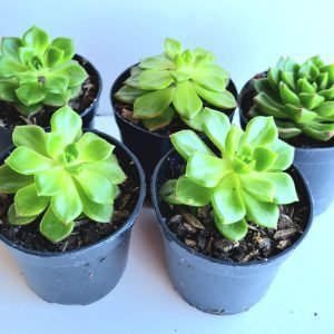 Kit 5 Suculentas Echeveria Letizia Pote 6