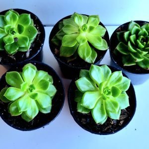 Kit 5 Suculentas Echeveria Letizia Pote 6