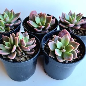 kit 5 Suculentas Sinocrassula Indica Pote 6