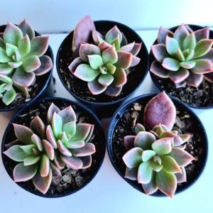 kit 5 Suculentas Sinocrassula Indica Pote 6