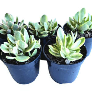 kit 5 Suculentas Crassula Money Maker Variegata Pote 6