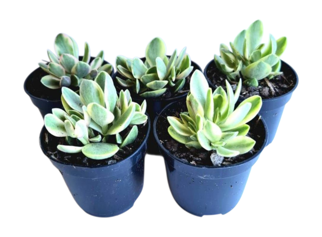kit 5 Suculentas Crassula Money Maker Variegata Pote 6 3 kit 5 Suculentas Crassula Money Maker Variegata Pote 6