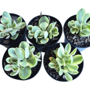 kit 5 Suculentas Crassula Money Maker Variegata Pote 6