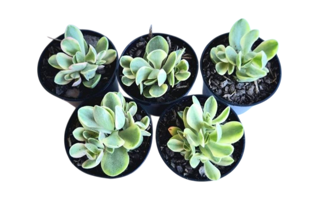 kit 5 Suculentas Crassula Money Maker Variegata Pote 6 4 kit 5 Suculentas Crassula Money Maker Variegata Pote 6 - Imagem 2