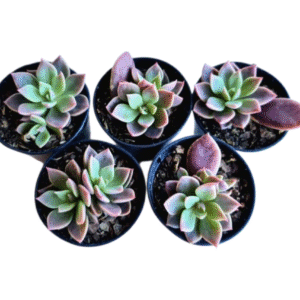 kit 5 Suculentas Sinocrassula Indica Pote 6