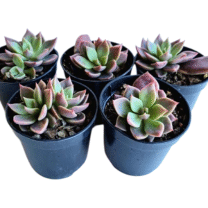 kit 5 Suculentas Sinocrassula Indica Pote 6
