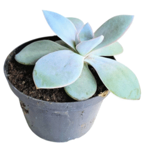 Suculenta Echeveria Cante