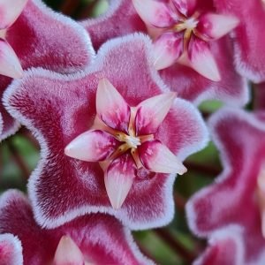 Flor de Cera (Hoya Carnosa Pink Silver)