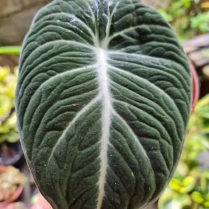 Alocasia Black Velvet