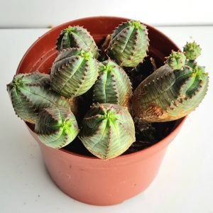 Euphorbia Globosa