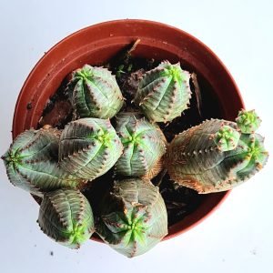 Euphorbia Globosa