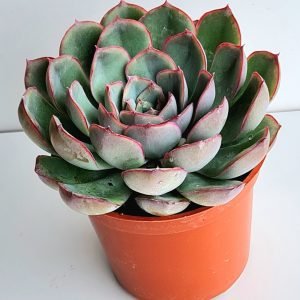 Suculenta Echeveria Shira