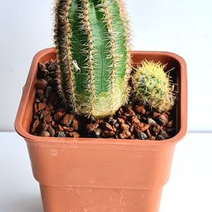 Cacto Echinopsis Chamaelobivia