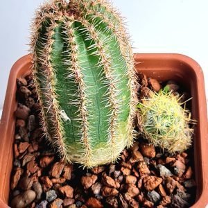 Cacto Echinopsis Chamaelobivia