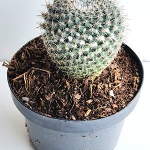 Cacto Mammillaria