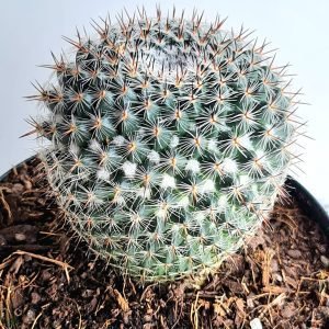 Cacto Mammillaria