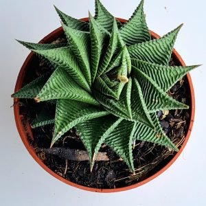 Suculenta Haworthia Limifolia – Twister