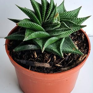 Suculenta Haworthia Limifolia – Twister