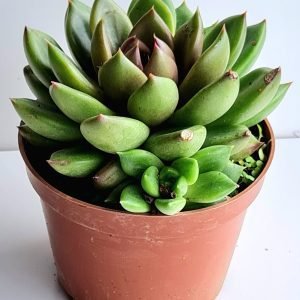 Suculenta Echeveria Agavoide Bloody Mary