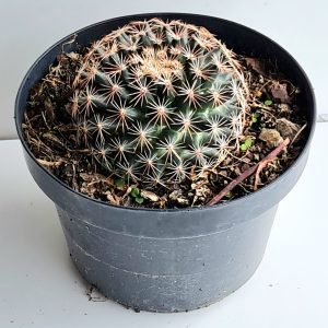 Cacto Mammillaria Heyderi