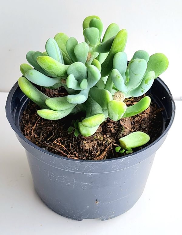 Suculenta Sedum Allantoides - Imagem 2