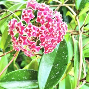 Flor de Cera (Hoya Carnosa Pink Silver)