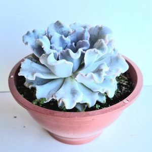 Suculenta Echeveria Crispate Beauty Cuia 17