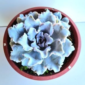 Suculenta Echeveria Crispate Beauty Cuia 17