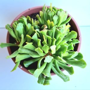 Suculenta Pata de rã cuia 21