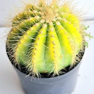 Cacto Eriocactus Leninghausil