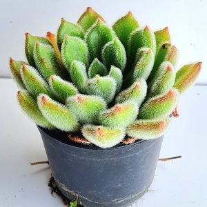 Suculenta Echeveria Setosa