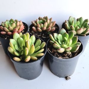 kit 5 Suculentas Echeveria Bashful Pote 6