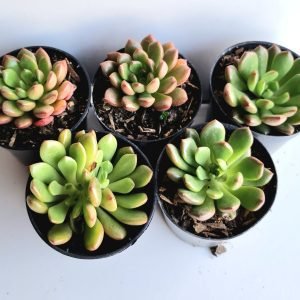 kit 5 Suculentas Echeveria Bashful Pote 6