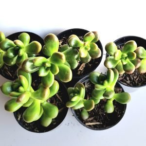 Kit 5 Suculentas Sedum Obesum Pote 6