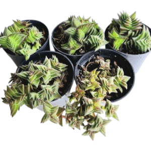 kit 5 Suculentas Crassula Captella Thyrsiflora Pote 6