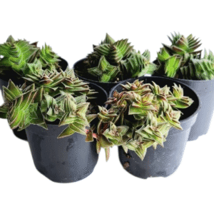 kit 5 Suculentas Crassula Captella Thyrsiflora Pote 6