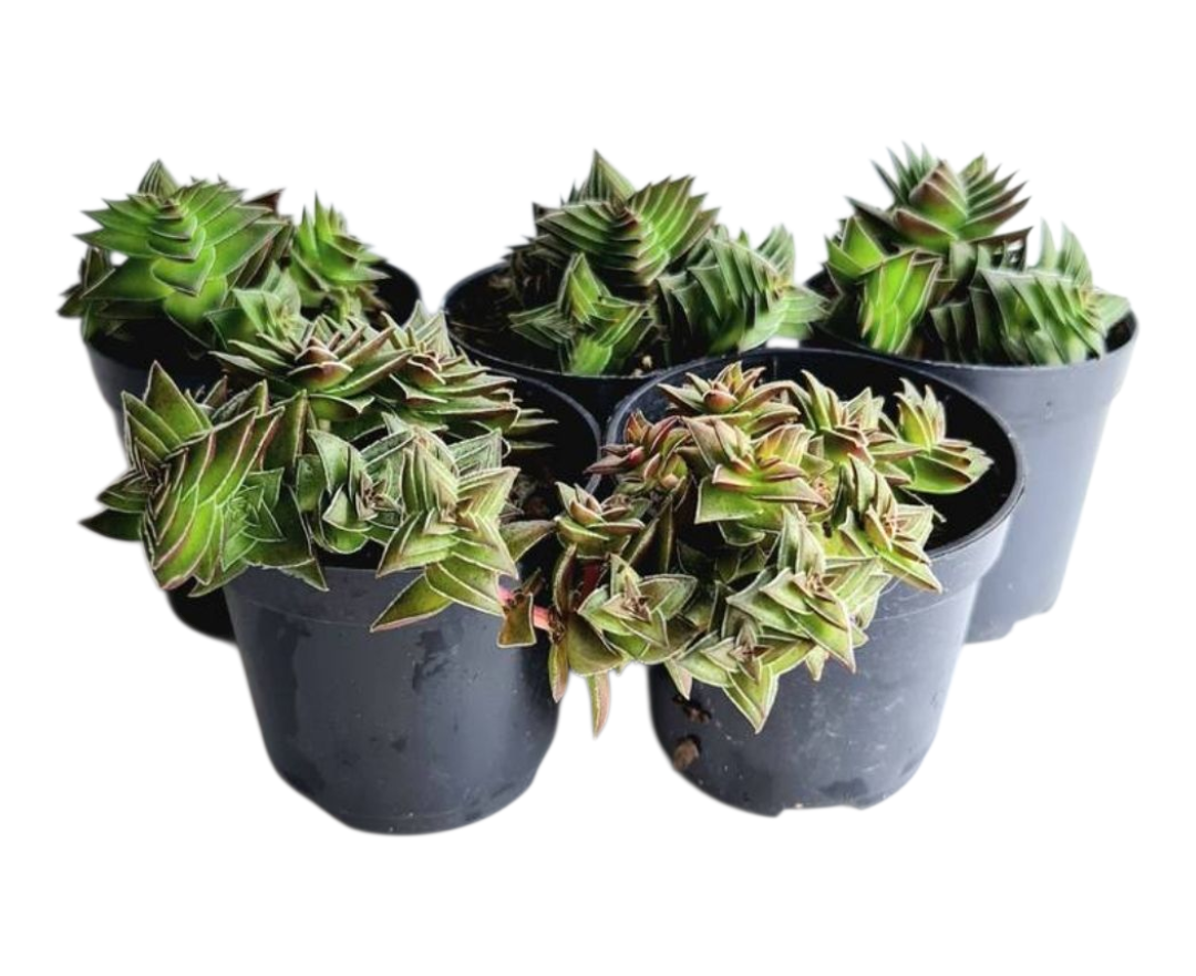 kit 5 Suculentas Crassula Captella Thyrsiflora Pote 6 2 1000830822