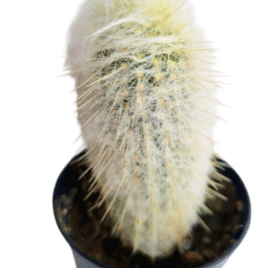 Cacto Cabeça de Velho (Espostoa Lanata)