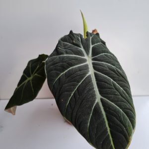 Alocasia Black Velvet